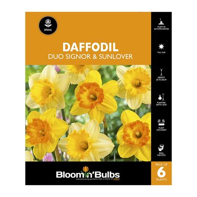 Picture of DAFFODIL DUO - SIGNOR & SUNLOVER 6PK