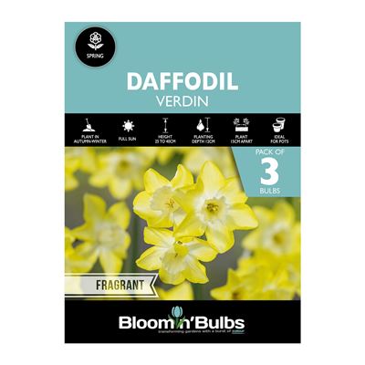 Picture of DAFFODIL VERDIN 3PK