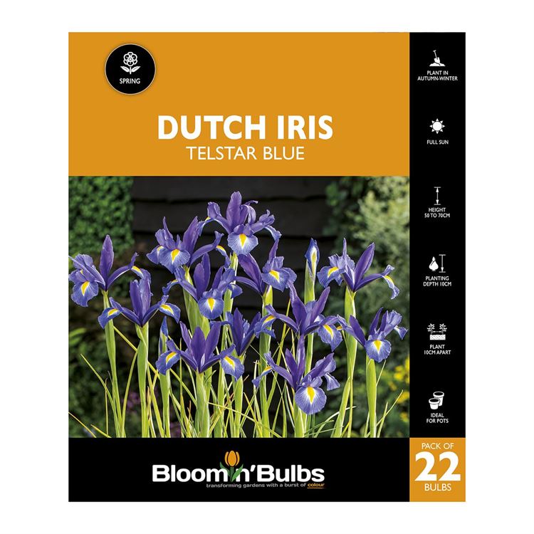 Picture of DUTCH IRIS BLUE 22PK