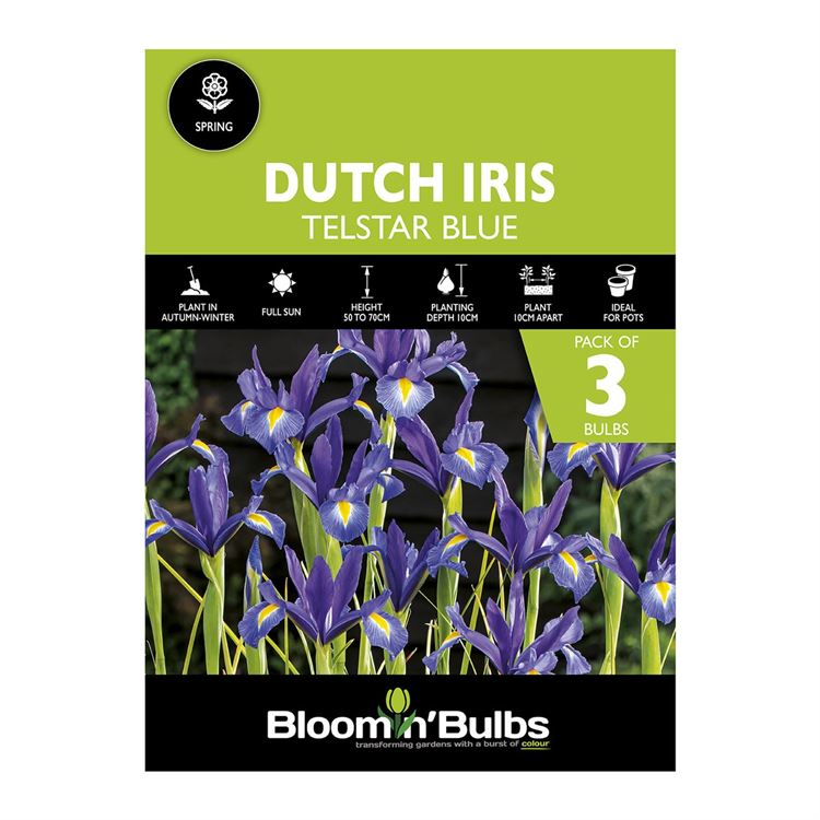 Picture of DUTCH IRIS BLUE 3PK