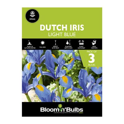 Picture of DUTCH IRIS LIGHT BLUE 3PK