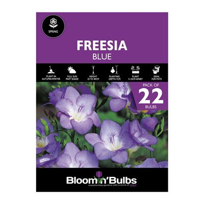 Picture of FREESIA BLUE 22pk