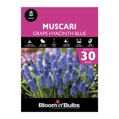 Picture of GRAPE HYACINTH BLUE 30pk