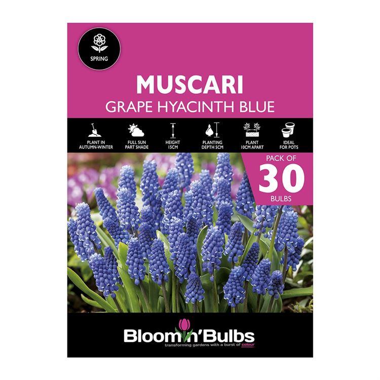 Picture of GRAPE HYACINTH BLUE 30pk