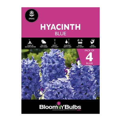 Picture of HYACINTH BLUE 4pk