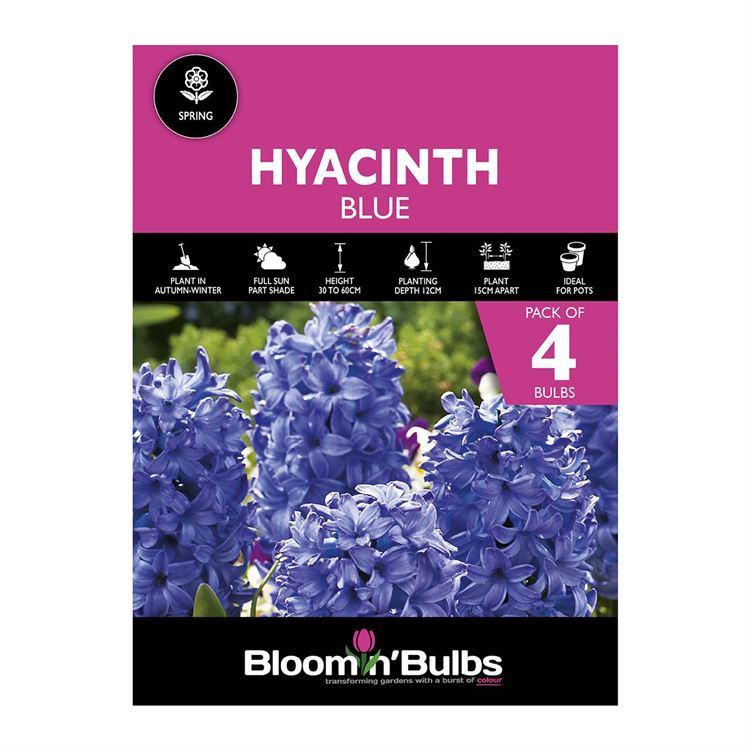 Picture of HYACINTH BLUE 4pk