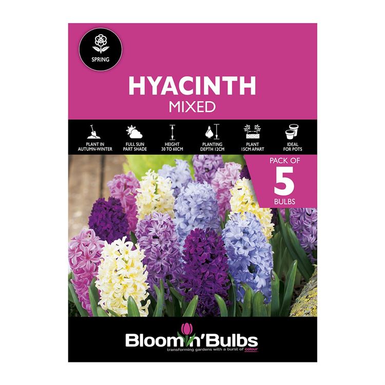 Picture of HYACINTH COMBO MIXED 5pk