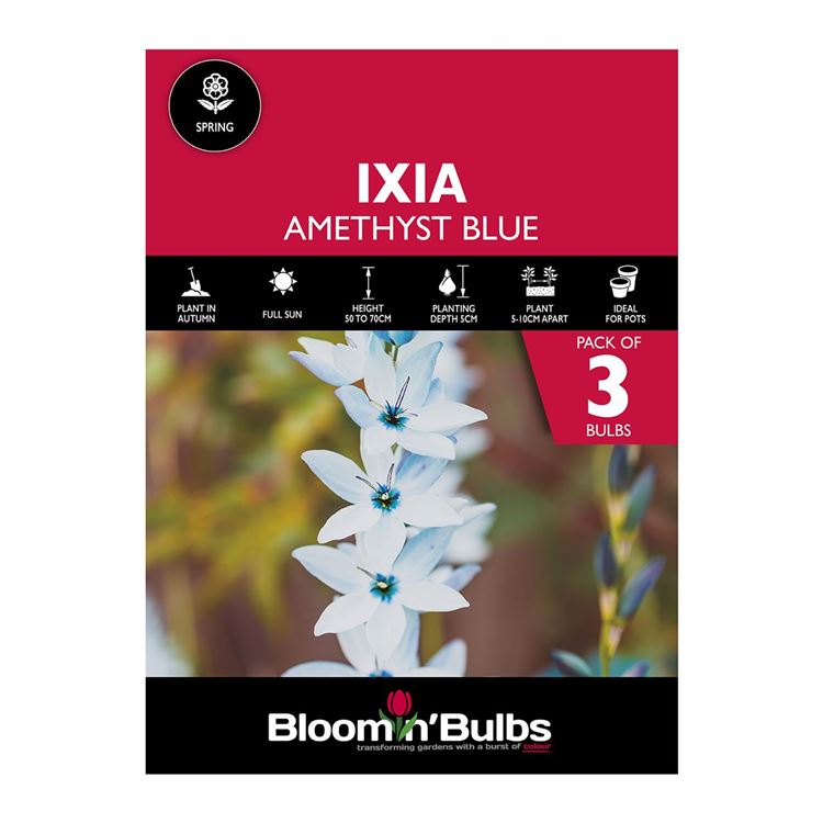 Picture of IXIA AMETHYST BLUE 3PK