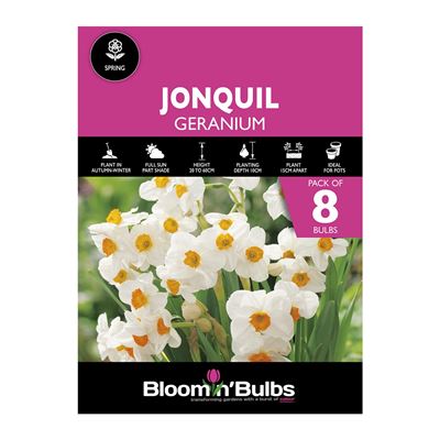 Picture of JONQUIL GERANIUM 8pk