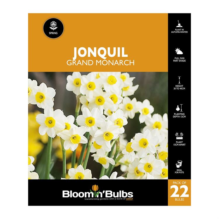 Picture of JONQUIL GRAND MONARCH  22PK
