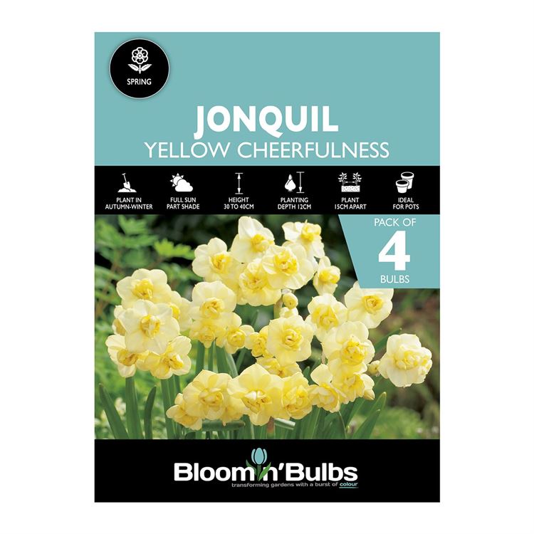 Picture of JONQUIL YELLOW CHEERFULNESS 4pk