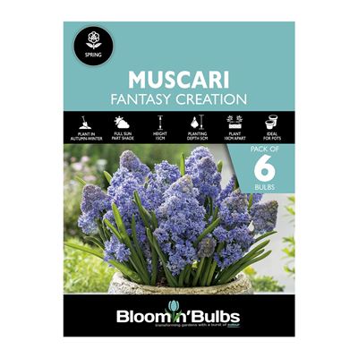 Picture of MUSCARI FANTASY CREATION 6pk