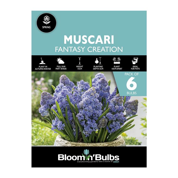 Picture of MUSCARI FANTASY CREATION 6pk