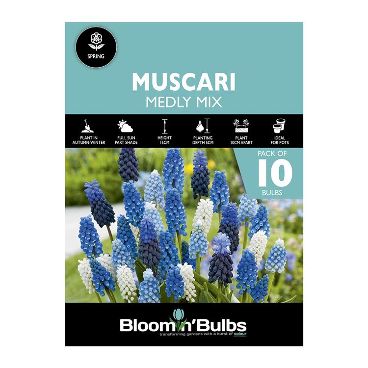 Picture of MUSCARI MEDLY MIXED 10pk