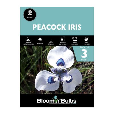 Picture of PEACOCK IRIS 3PK