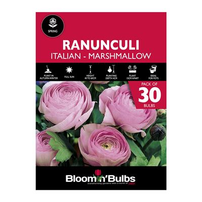Picture of RANUNCULI MARSHMALLOW PINK 30PK