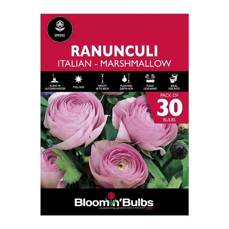 Picture of RANUNCULI MARSHMALLOW PINK 30PK