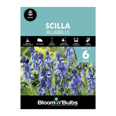 Picture of SCILLA BLUEBELLS 6PK