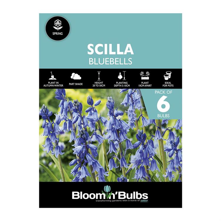 Picture of SCILLA BLUEBELLS 6PK