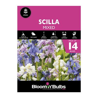 Picture of SCILLA MIXED 14pk