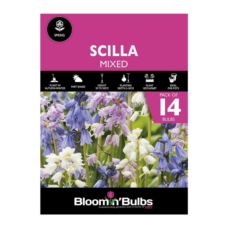 Picture of SCILLA MIXED 14pk