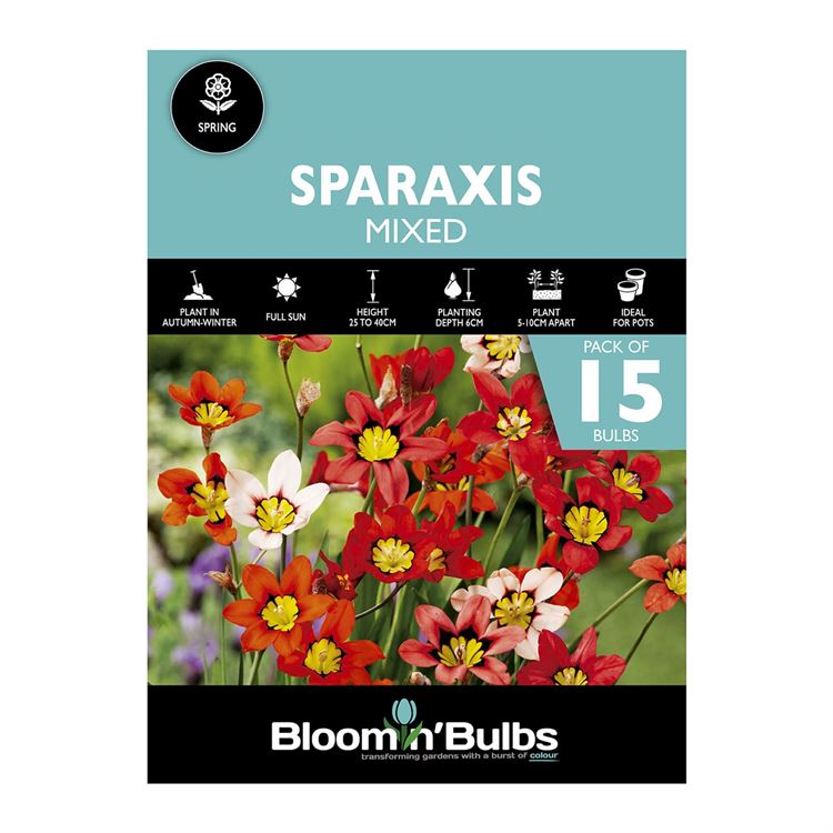 Picture of SPARAXIS MIXED 15pk