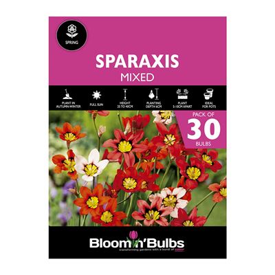 Picture of SPARAXIS MIXED 30PK
