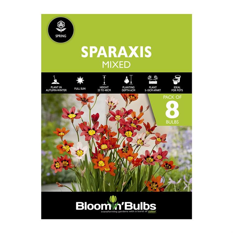 Picture of SPARAXIS MIXED 8pk