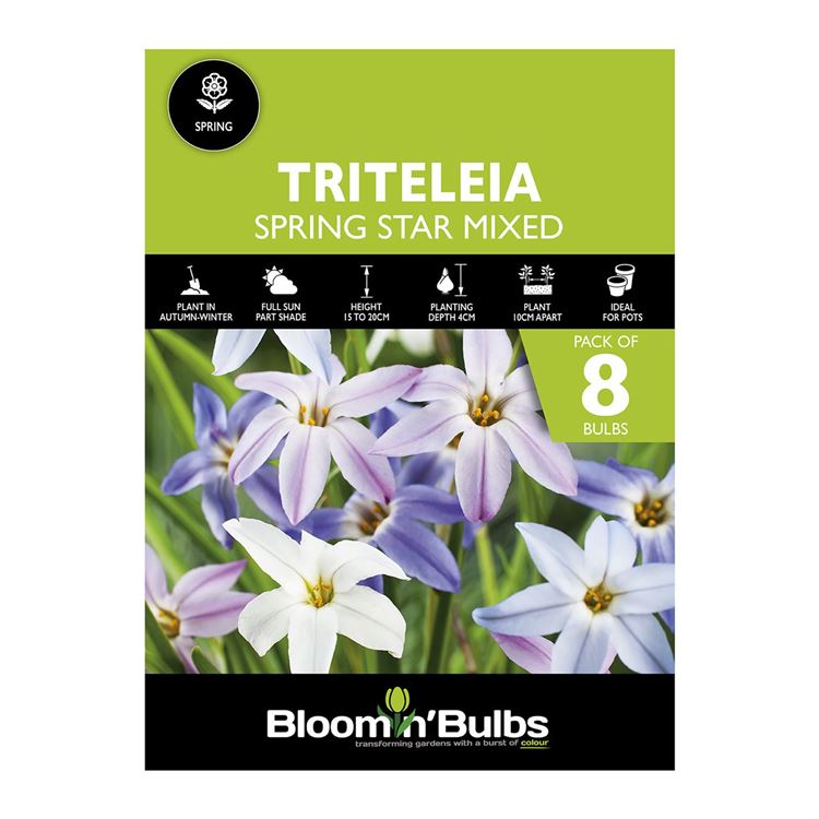 Picture of SPRING STAR MIXED 8pk