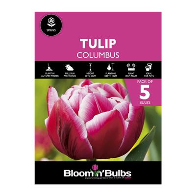 Picture of TULIP COLUMBUS 5pk