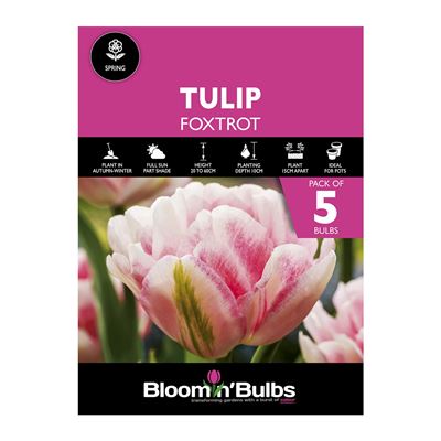 Picture of TULIP FOXTROT 5pk