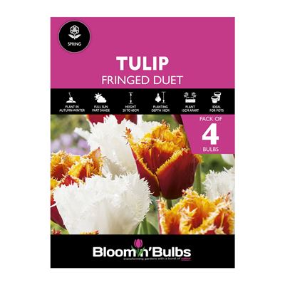 Picture of TULIP FRINGED DUET 4pk