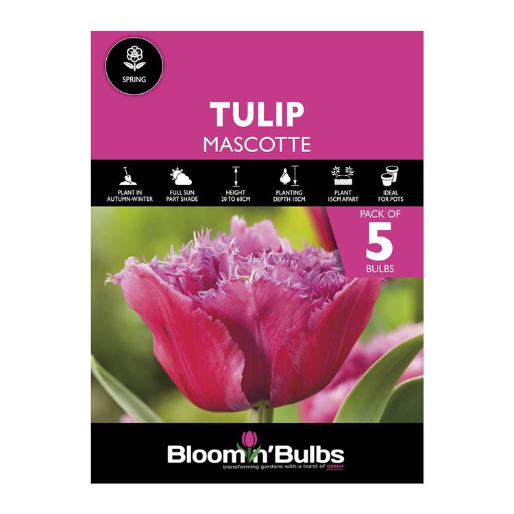 Picture of TULIP MASCOTTE 5pk